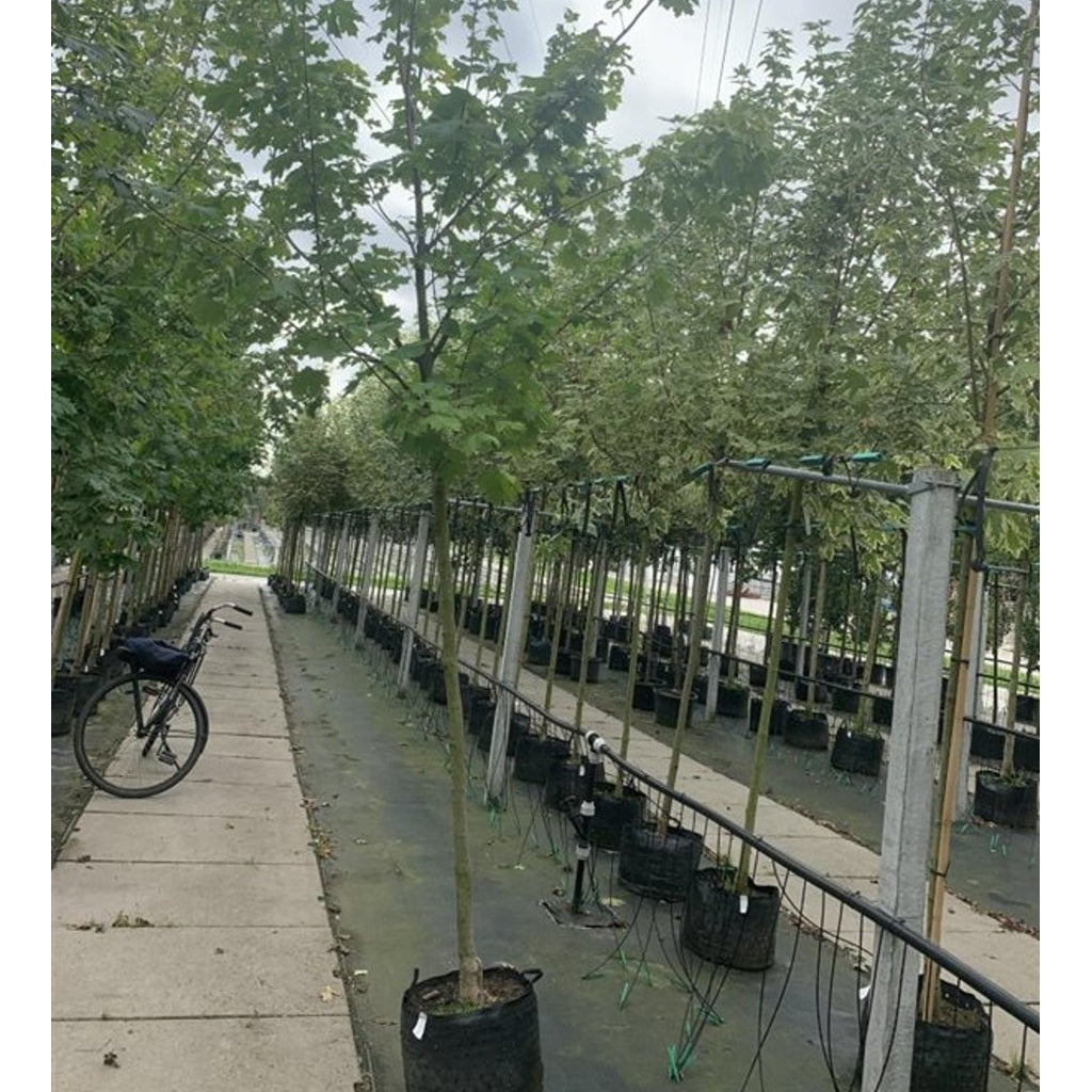 Skogslönn – Acer plat. 'Princeton Gold' - 10/12 in Cont HO/ST